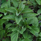 OREGANO 'Turkestan' --Origanum vulgare 'Gracile'--