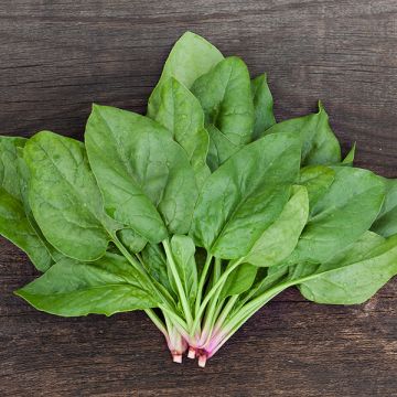 SPINACH 'Verdil'