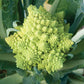 CAULIFLOWER 'Veronica'