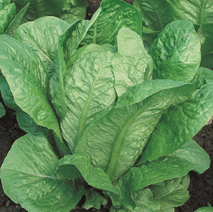 LETTUCE 'Vivian'