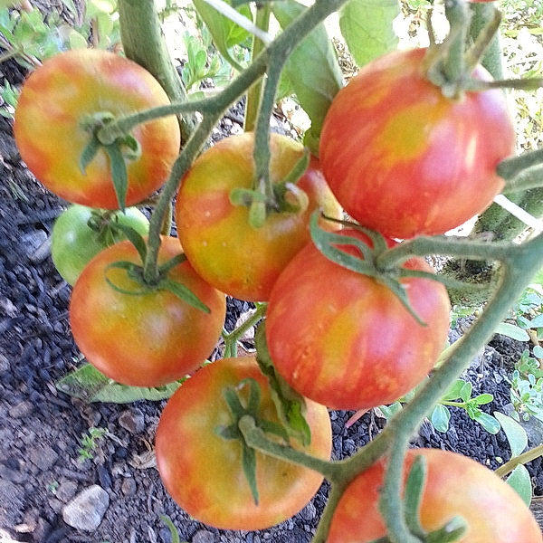 TOMATO 'Norwood Meiners'