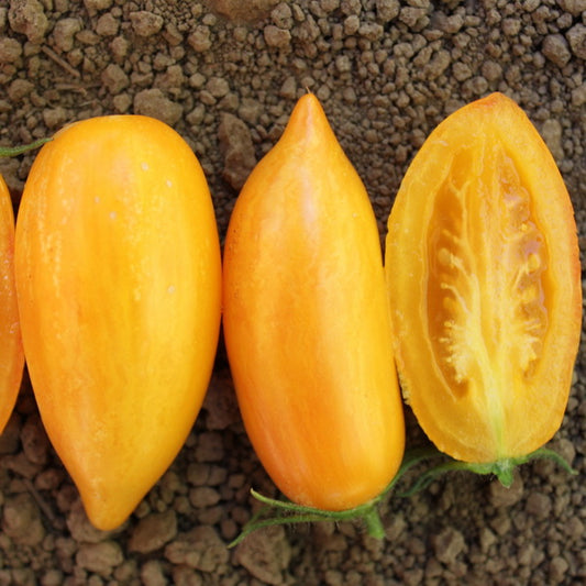 TOMATO 'Sweet Cream'