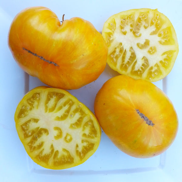 TOMATO 'Yellow Radiance'