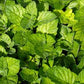 MINT 'Grapefruit' --Mentha piperita 'Grapefruit'--