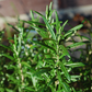 ROSEMARY 'Rex' --Rosmarinus officinalis--