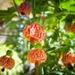 Abutilon --Red Tiger Flowering Maple--