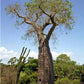 Adansonia perrieri --Perrier's Baobab--