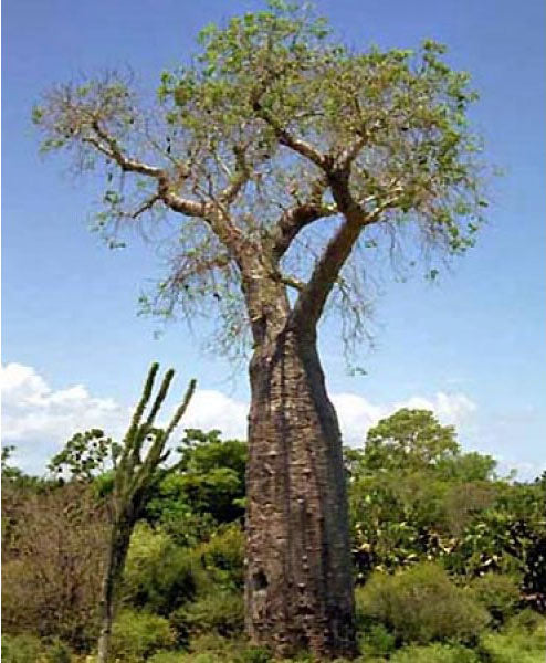 Adansonia perrieri --Perrier's Baobab--