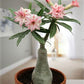 Adenium hybrid --Arrow Desert Rose--