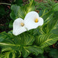 Zantedeschia aethiopica --African Gold Calla Lily--