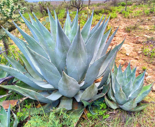 Agave americana