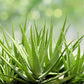 ALOE VERA 'Small-Leaf' --Aloe barbadensis--