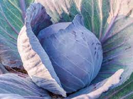 CABBAGE 'Amarant'