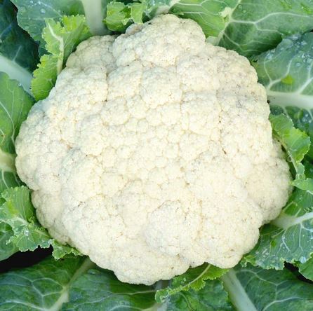 CAULIFLOWER 'Amazing'