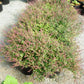 BASIL 'Holy Amrita' --Ocimum tenuiflorum 'Amrita Tulsi'--
