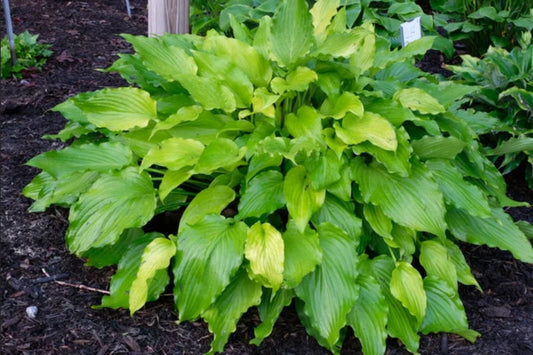 Hosta 'Apple Pie'