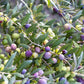 OLIVE 'European' --Olea europaea 'Arbequina'--