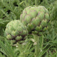 ARTICHOKE 'Tavor'