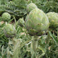 ARTICHOKE 'Wonder'