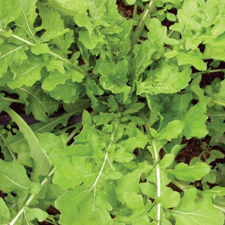 ARUGULA 'Roquette' --Eruca vesicaria--