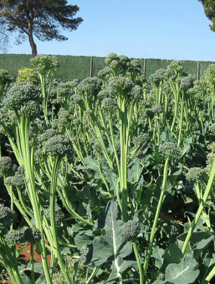 BROCCOLI 'Aspabroc'