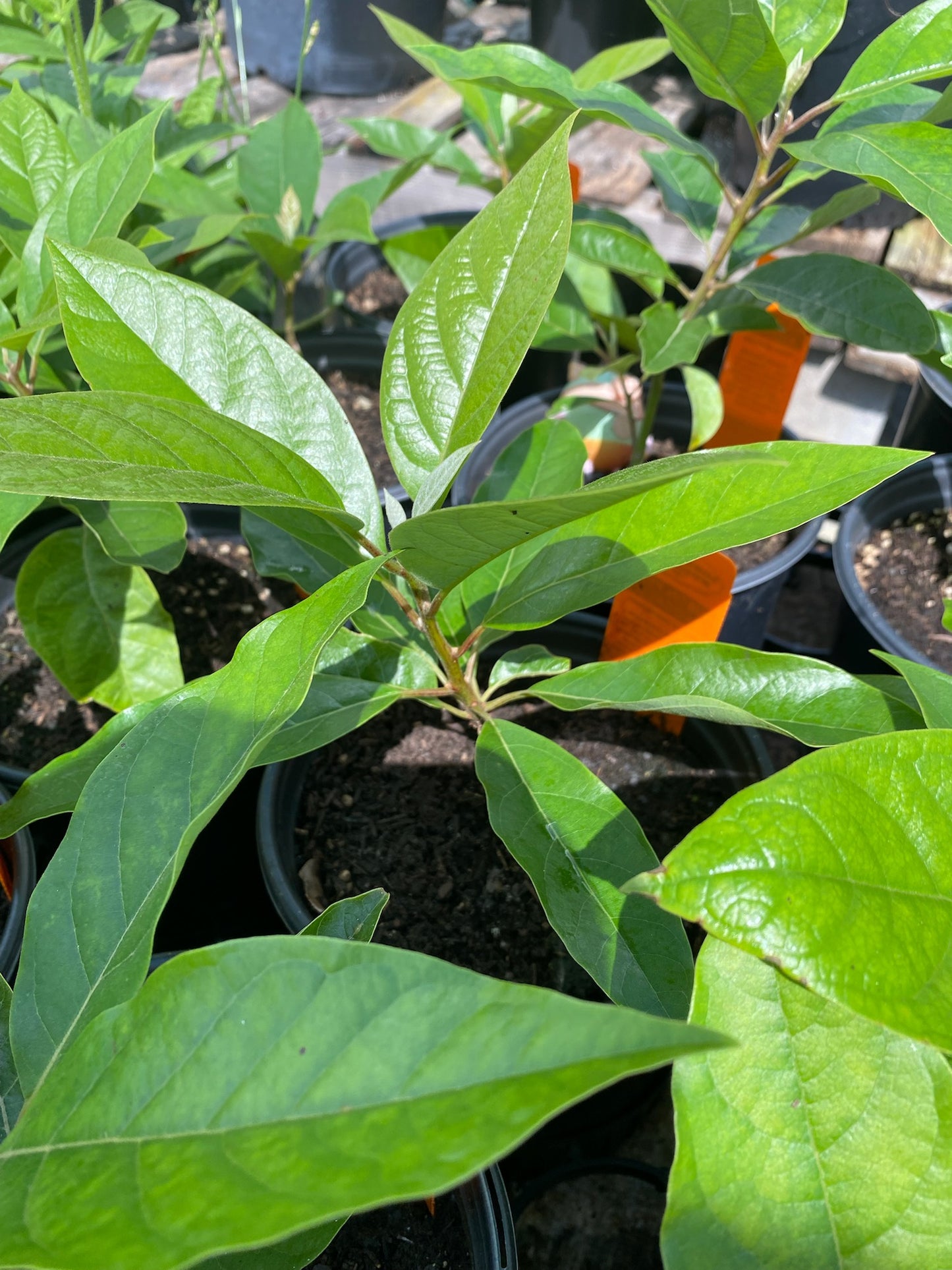 AVOCADO 'Austin Star' --Persea americana--