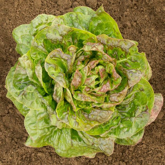 LETTUCE 'Australe'