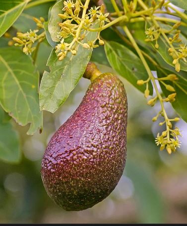 AVOCADO 'Austin Star' --Persea americana--