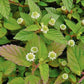 AZTEC SWEET HERB --Lippia dulcis--