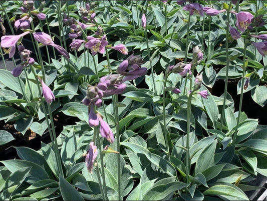 Hosta 'Azure Gem'