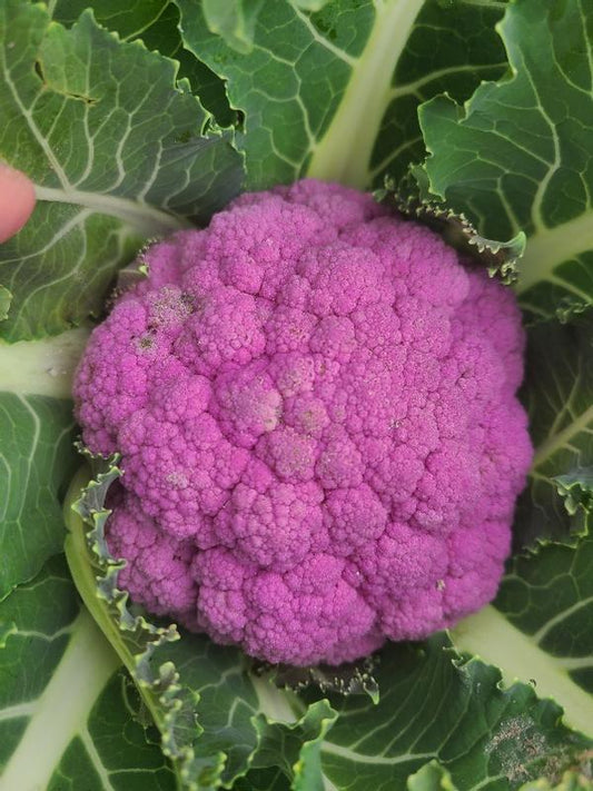 CAULIFLOWER 'Depurple'