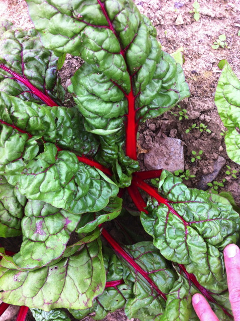 CHARD 'Bali Red'