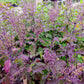 BASIL 'Holy Krishna' --Ocimum sanctum 'Krishna Tulsi'--