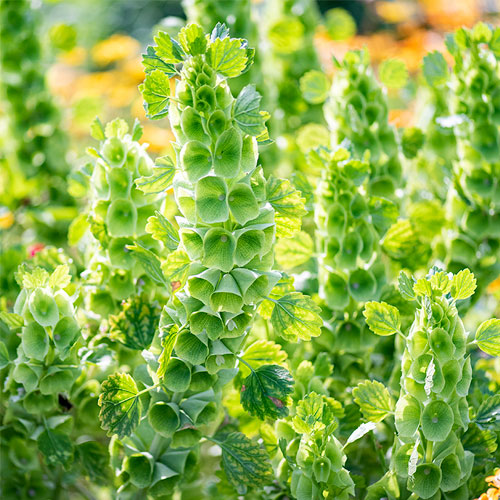 BELLS OF IRELAND --Moluccella laevis--