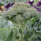 BROCCOLI 'Belstar'