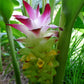 TURMERIC --Curcuma longa--