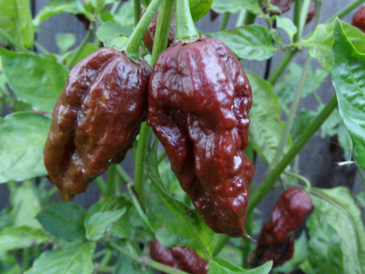 PEPPER 'Chocolate Bhut Jolokia'