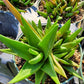 Aloe rauhii x parvula 'Black Beauty'
