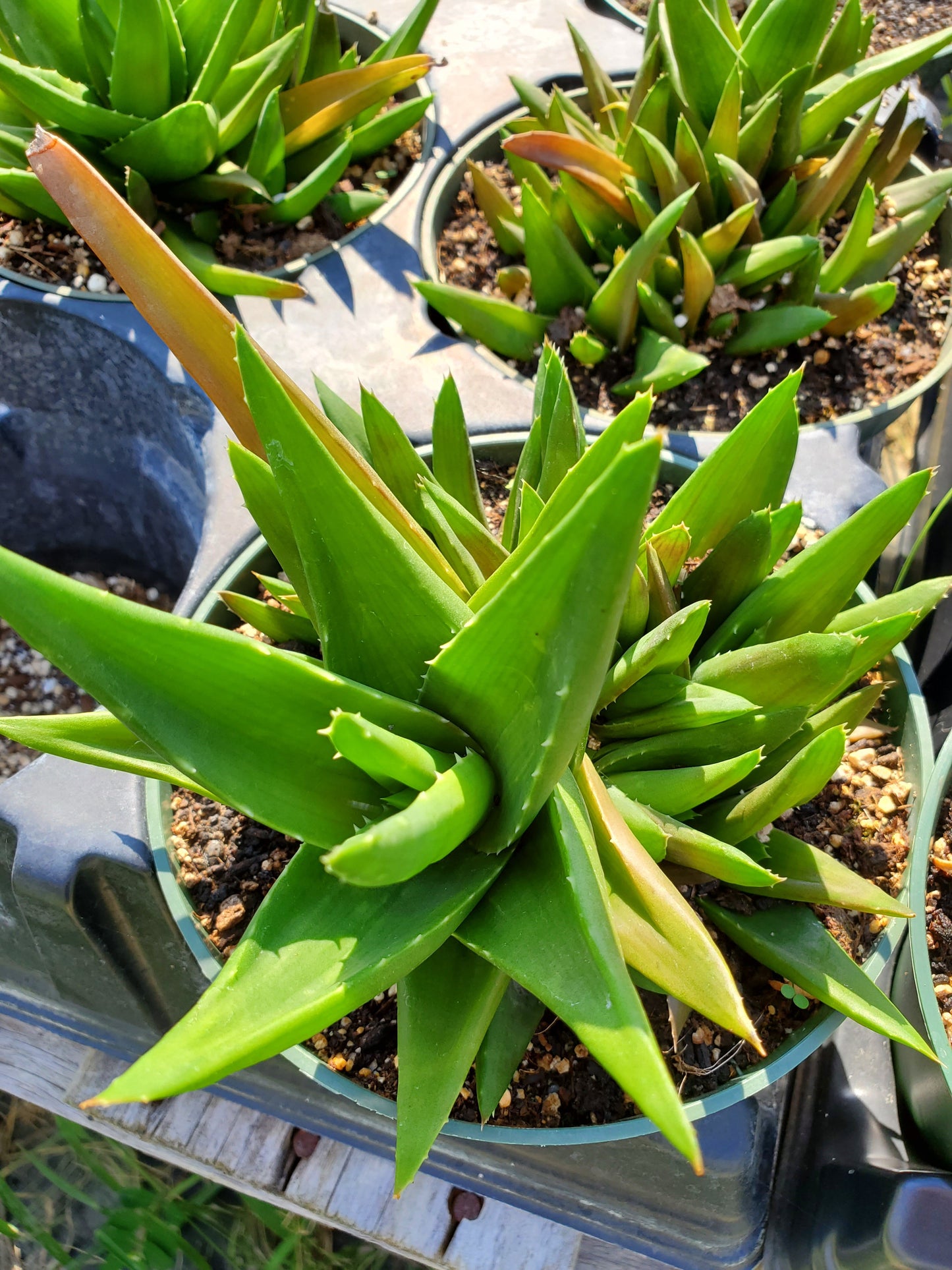 Aloe rauhii x parvula 'Black Beauty'