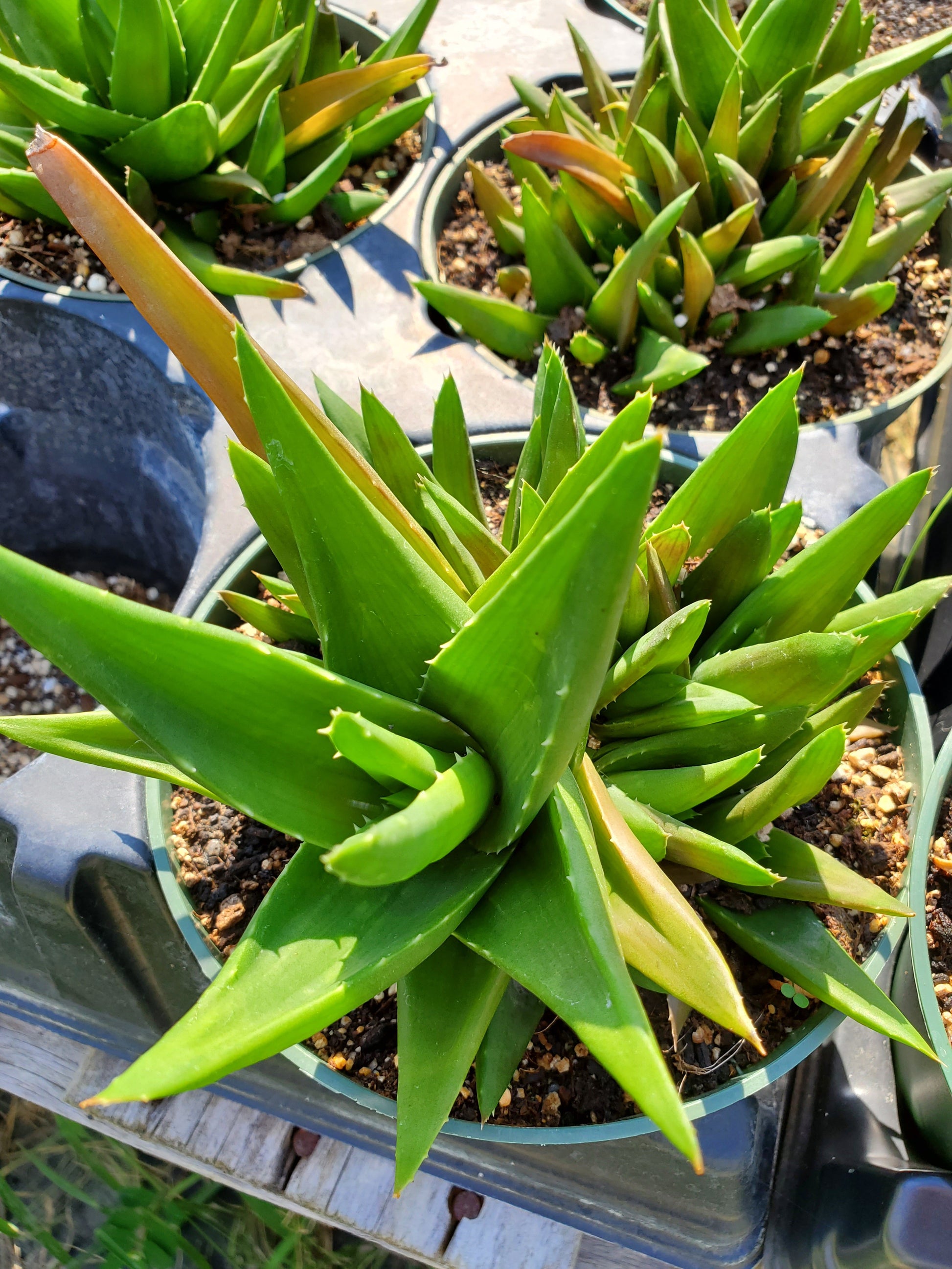 black aloe vera plant Aloe rauhii x parvula 'Black Beauty'