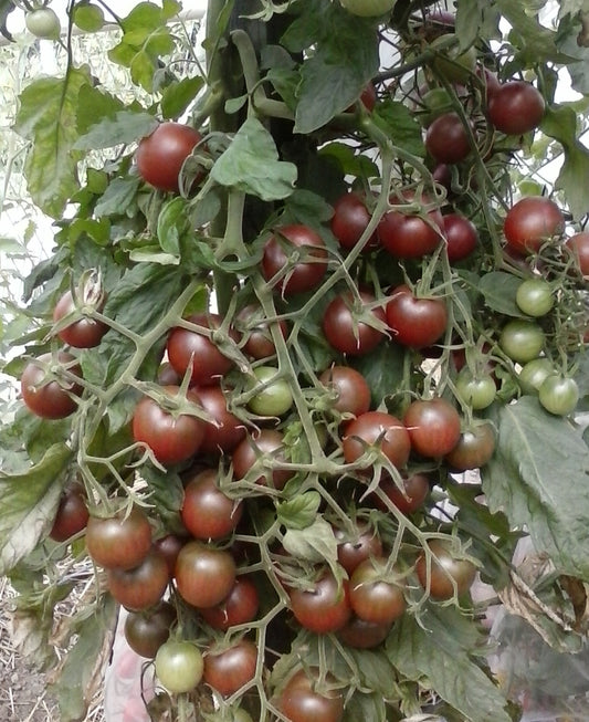 A person's hand in front of hay, holding 5 dark greenish/red grape tomatoes, with one cut open to show a very dark interior color