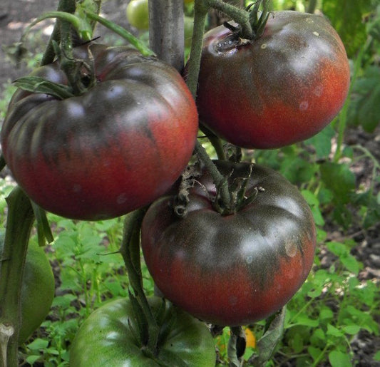 TOMATO 'Black Krim'