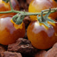 TOMATO 'Blue Gold'