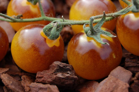 TOMATO 'Blue Gold'