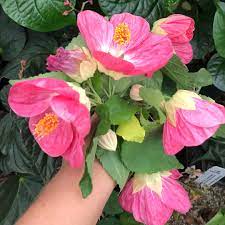 Abutilon --Blushing Belle Flowering Maple--
