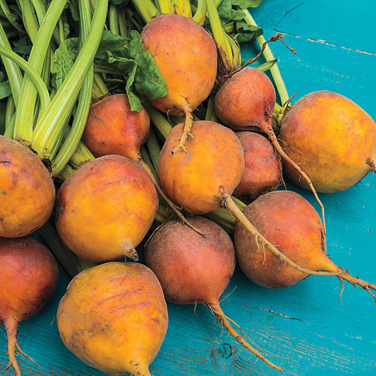 BEETS 'Boldor'