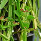 BONE SETTER --Cissus quadrangularis--