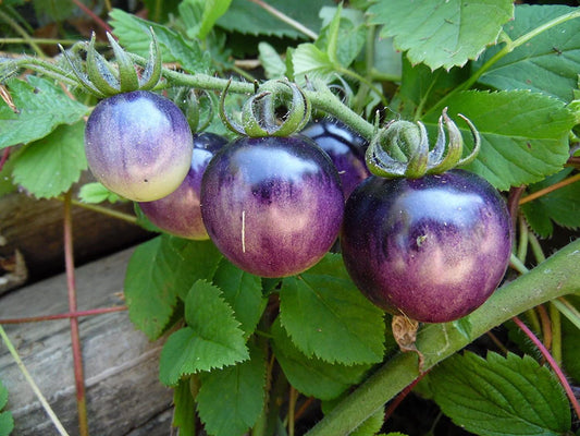 TOMATO 'Bosque Blue'