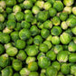 BRUSSELS SPROUT 'Long Island Improved'