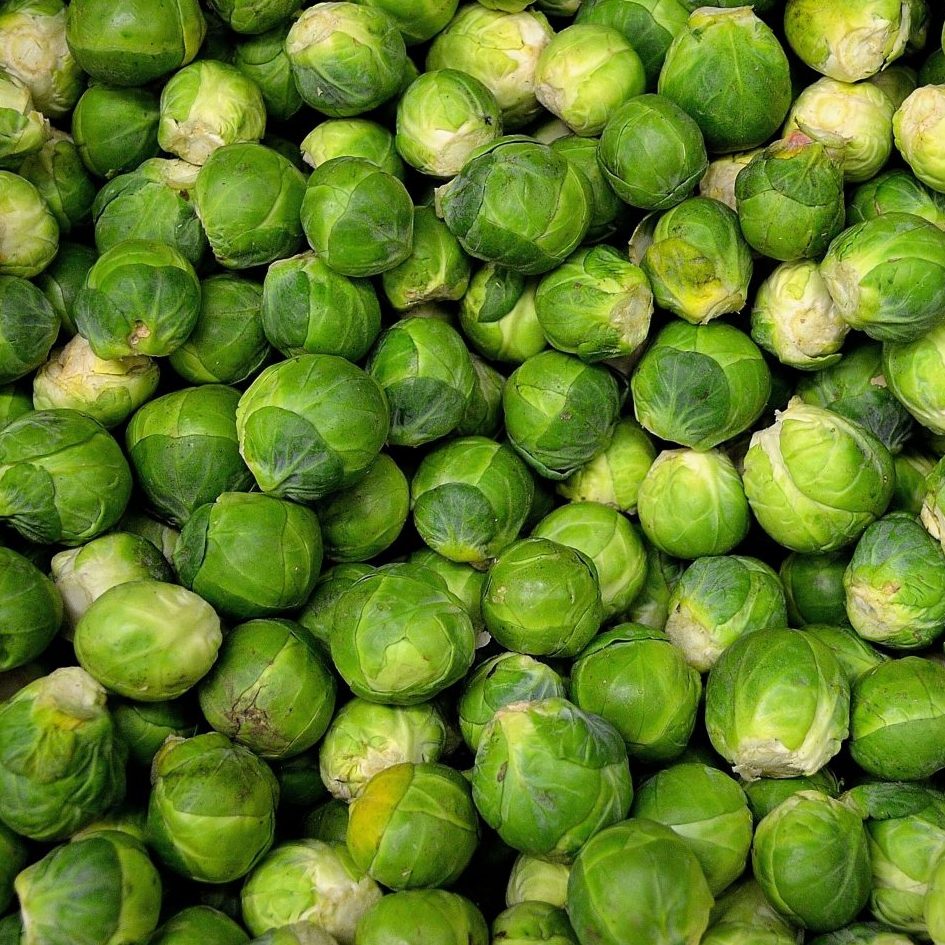 BRUSSELS SPROUT 'Long Island Improved'